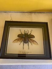 atlas beetle for sale  EDINBURGH