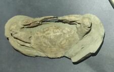 fossil crab for sale  Everett