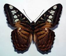 Parthenos Sylvia Aruana-sem montar Borboleta comprar usado  Enviando para Brazil