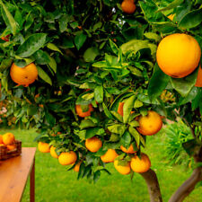 Citrus sinensis orangin for sale  NEWTOWNARDS