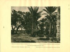 Document ancien palmeraie de la source de Moïse recto verso 1925 issu de livre, usado segunda mano  Embacar hacia Argentina