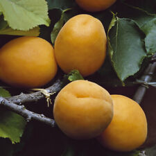 Garden apricot aprigold for sale  PETERBOROUGH