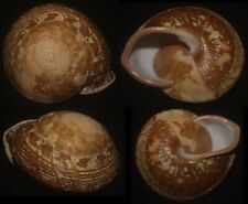 Tonyshells Landsnail Calocochlia schadenbergi 53.7mm F++, superb pattern and col for sale  Shipping to South Africa