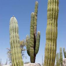 Pachycereus Pringlei - 15 Seeds - Mexican Giant Cardon or Elephant Cactus for sale  Shipping to South Africa