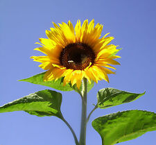Sonnenblume samen 2014 gebraucht kaufen  Ronsdorf