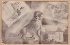 Antique dog montage for sale  NEATH