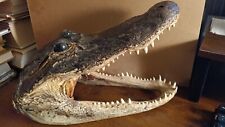 Alligator head taxidermy for sale  Terryville