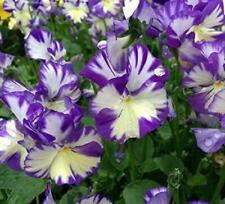 Viola rebecca perennial for sale  UK