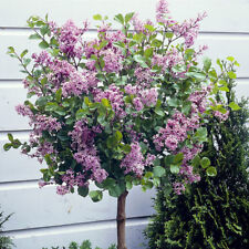 Standard lilac tree for sale  PETERBOROUGH