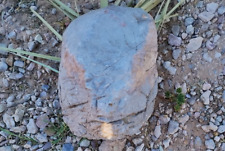 Fossil head skull for sale  Las Vegas