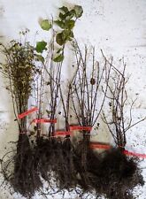 Mixed hedging plants for sale  YORK