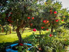 Pomegranate tree plant for sale  Vero Beach