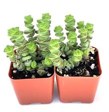 Baby necklace succulents for sale  Castaic