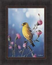 American goldfinch jim for sale  Onamia