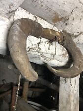 Mounted rams horns for sale  BECKERMET