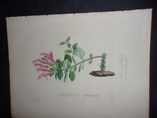 Original Hand Colored FOLIO Van Geel Botanical Print 1831: COLUMNEA SCANDENS. 25 for sale  Shipping to South Africa