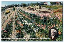 Cartão postal c1910 Burbank's Experimental Farm Sebastopol Santa Rosa Califórnia CA comprar usado  Enviando para Brazil