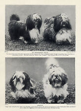 Lhasa apso four for sale  COLEFORD