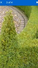 Box wood hedging for sale  NEWRY