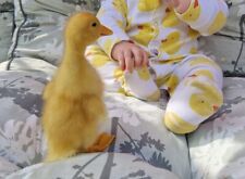 German pekin duck for sale  CHULMLEIGH