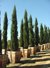 Mediterranean cypress tree for sale  Canton