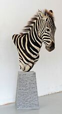 Zebra steppenzebra echtes gebraucht kaufen  Neustadt