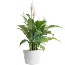 plant pot indoor ceramic for sale  Denver