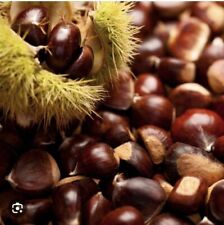 Dunstan american chestnuts for sale  Tazewell