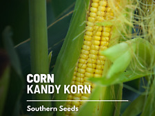 Corn kandy korn for sale  Wesley Chapel