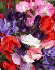 Flower sweet pea for sale  WREXHAM