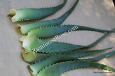 Organic leaves aloe for sale  Milpitas