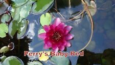 Perry baby red for sale  Saint Paul
