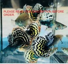 Video guppy fish for sale  Shipping to Ireland