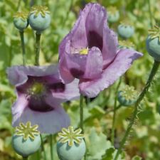 100 Poppy Hen and Chicken Flower Seeds-PAPAVER SOMNIFERUM-FL512 for sale  Shipping to South Africa