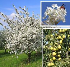 Winterharter wildbirn baum gebraucht kaufen  Kaiserslautern