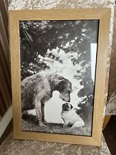 irish wolfhound dog for sale  PAIGNTON