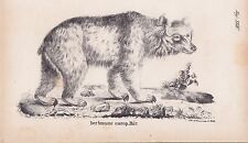 Europejski niedźwiedź brunatny Ursus arctos niedźwiedzie LITOGRAFIA z 1831 roku Bruggemann na sprzedaż  Wysyłka do Poland