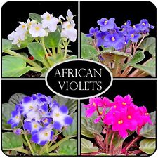 African violet streptocarpus for sale  LEIGH