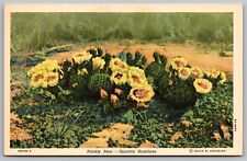 Prickly Pear Opuntia Humifusa Cactus Desert Hillside Yellow Blossoms Postcard, used for sale  Shipping to South Africa