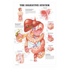 82375 Human Anatomy The Digestive System Medical Wall Print Poster Plakat comprar usado  Enviando para Brazil