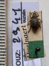 CURCULIONIDAE SSP REF.2941 for sale  Shipping to South Africa