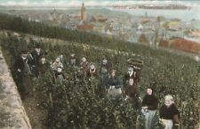 Germania vigneto viticoltori usato  Roma