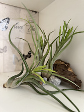 Air plants caput for sale  Shipping to Ireland