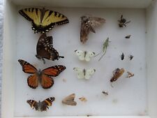Dryed butterfly insects for sale  Coal Township