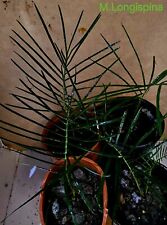 Cycad-Rare 4 Macrozamia Longispina Seedlings , used for sale  Shipping to South Africa