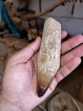 Dente prognathodon currii (mosasauro) grande 14 cm, usado comprar usado  Enviando para Brazil