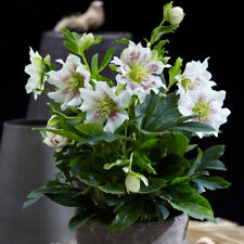 Helleborus flower garden for sale  IPSWICH