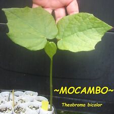 Pataxte ~MOCAMBO~ Theobroma bicolor WHITE CACAO TREE Balam-te JAGUAR Tiny Plant, used for sale  Shipping to South Africa