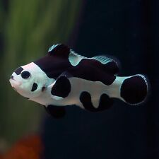 Black storm clownfish for sale  HAYWARDS HEATH