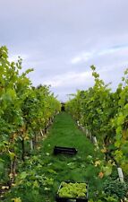 Grape vines. disease for sale  YORK